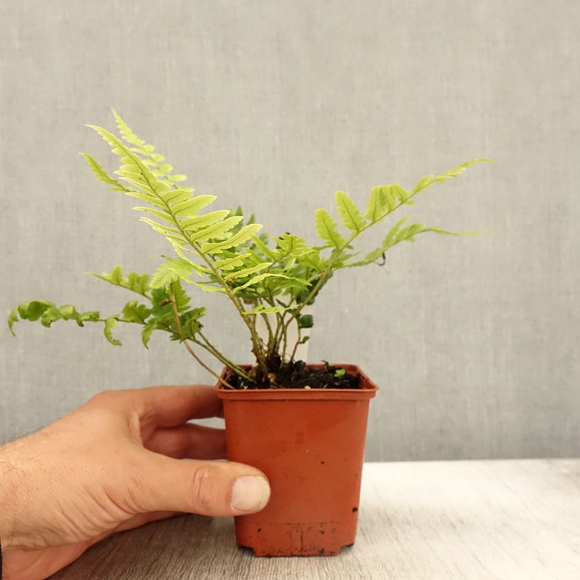 Amostra de Dryopteris ludoviciana Vaso de 8/9 cm tal como entregue no outono