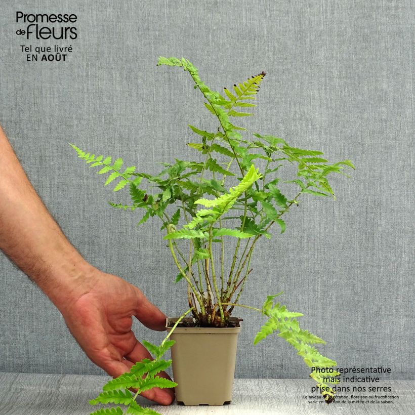 Amostra de Dryopteris ludoviciana Vaso de 8/9 cm tal como entregue no verão