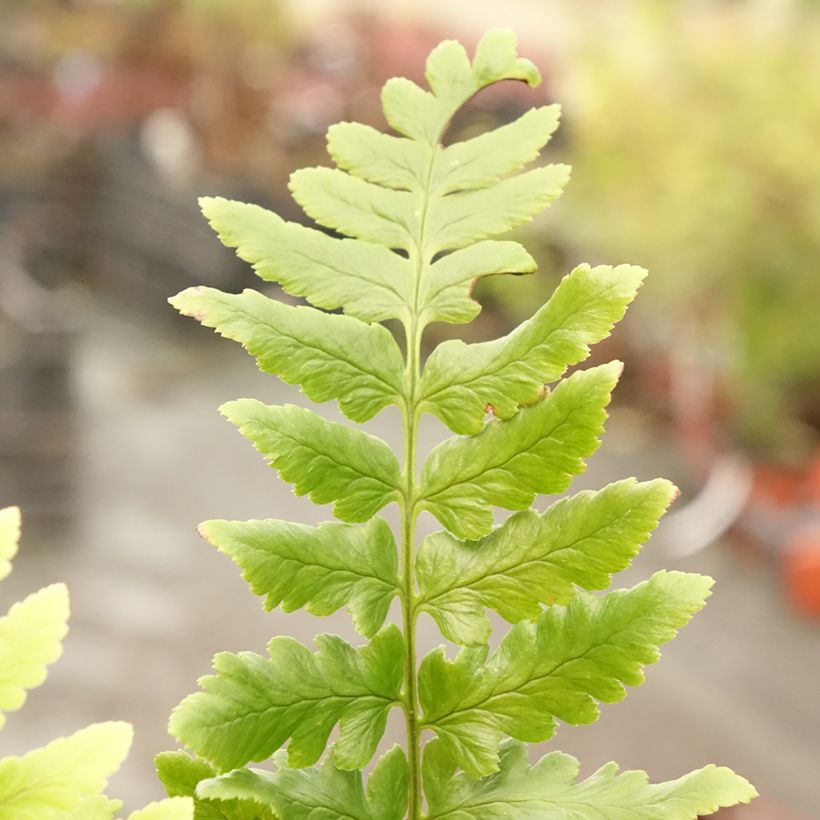 Dryopteris ludoviciana (Folhagem)