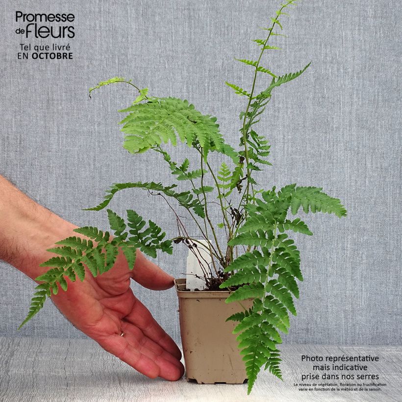 Amostra de Dryopteris marginalis Vaso de 8/9 cm tal como entregue no outono