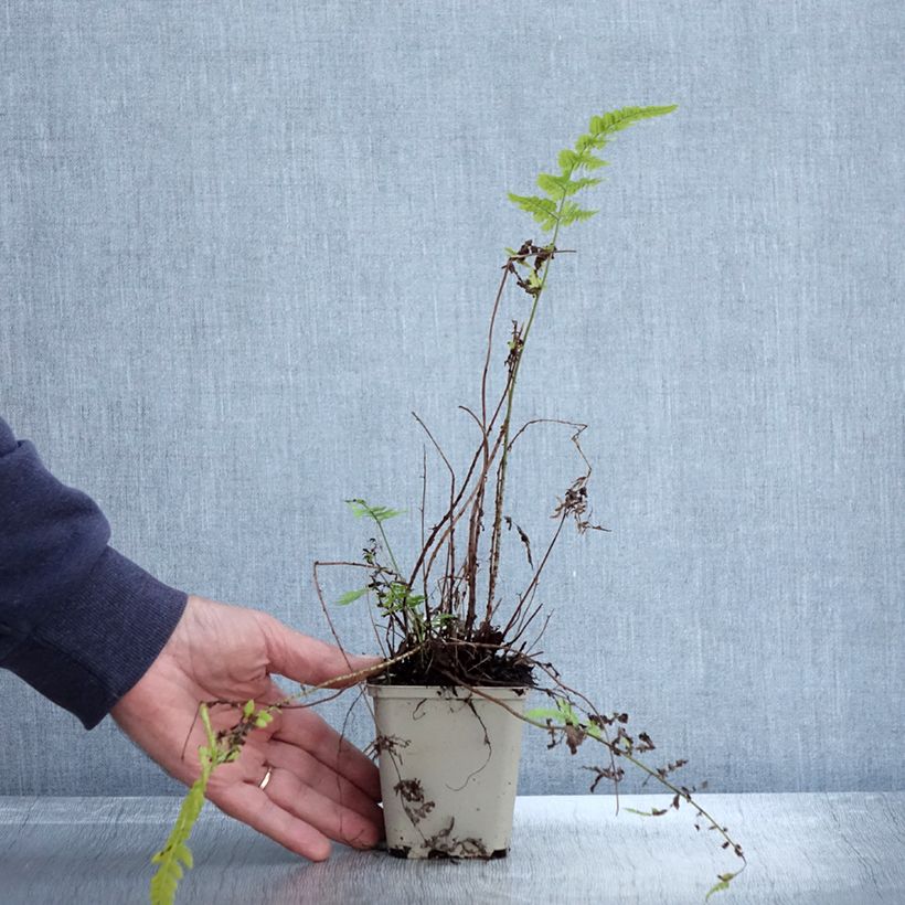 Amostra de Dryopteris sieboldii Vaso de 8/9 cm tal como entregue no outono