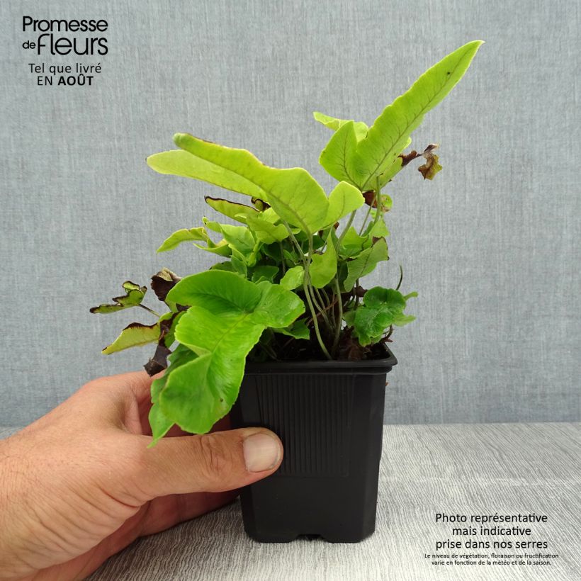 Amostra de Dryopteris sieboldii Vaso de 8/9 cm tal como entregue no verão
