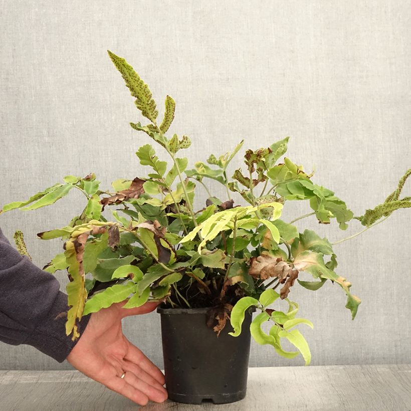 Amostra de Dryopteris sieboldii Vaso de 2 L/3 L tal como entregue no outono