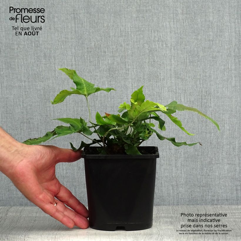 Amostra de Dryopteris sieboldii Vaso de 2 L/3 L tal como entregue no verão