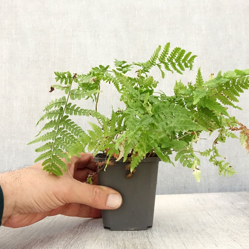Amostra de Dryopteris stewartii Vaso de 8/9 cm tal como entregue no outono