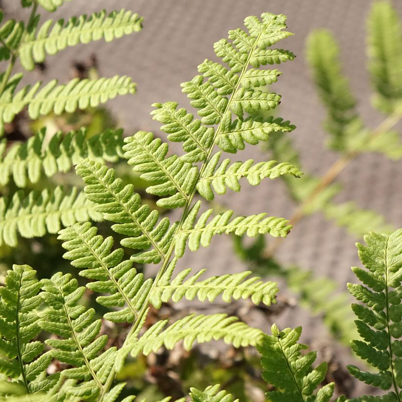 Dryopteris stewartii (Folhagem)