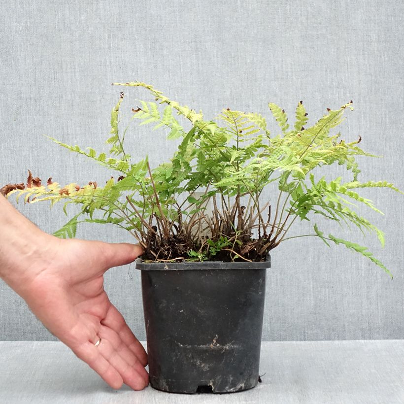 Amostra de Dryopteris stewartii Vaso de 2 L/3 L tal como entregue no outono