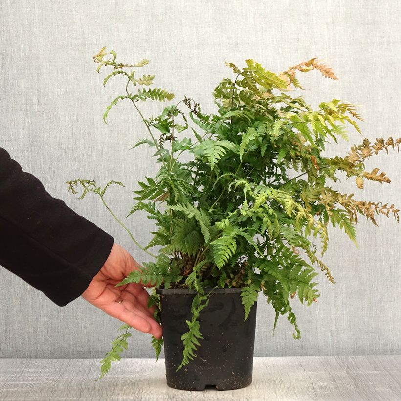 Amostra de Dryopteris stewartii Vaso de 2 L/3 L tal como entregue na primavera