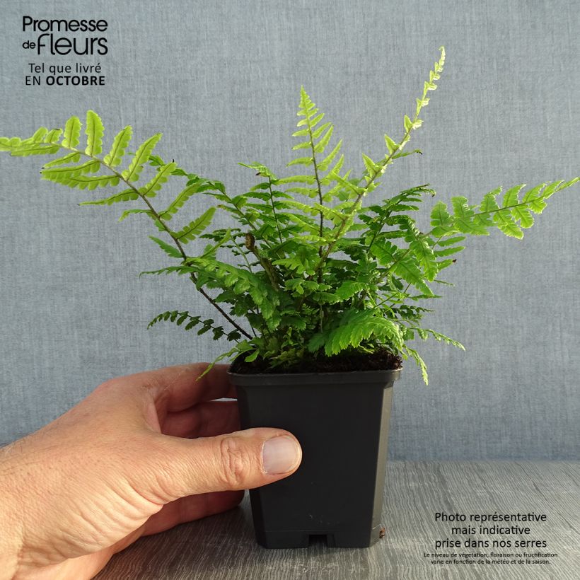 Amostra de Dryopteris wallichiana Vaso de 8/9 cm tal como entregue no outono