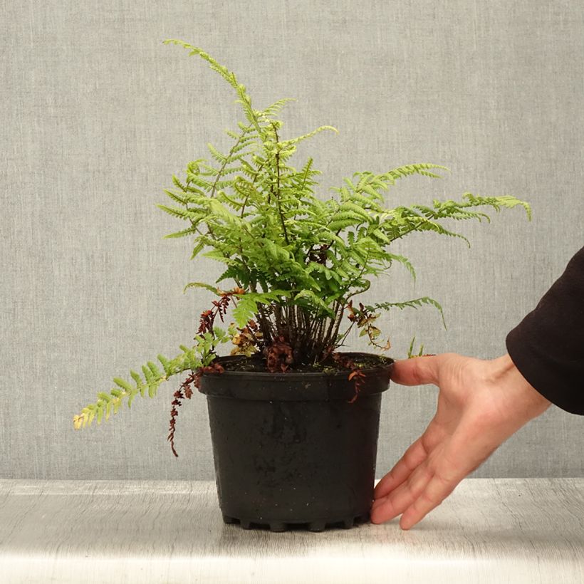 Amostra de Dryopteris wallichiana Vaso de 2 L/3 L tal como entregue no outono