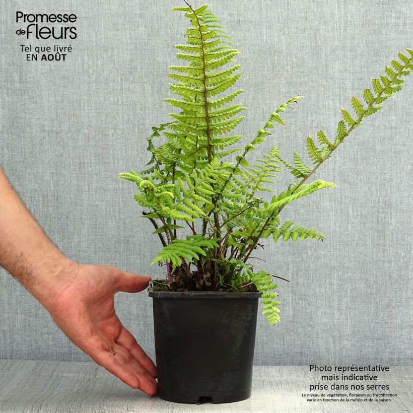 Amostra de Dryopteris wallichiana Vaso de 2 L/3 L tal como entregue no verão