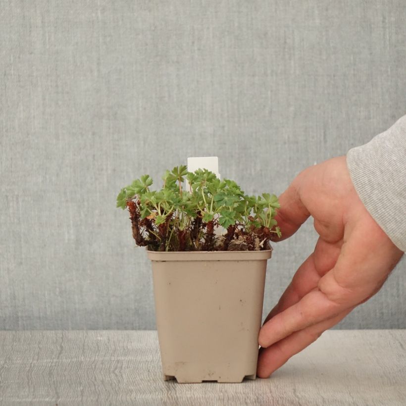 Amostra de Geranium cantabrigiense Abpp' CRYSTAL ROSE Vaso de 8/9 cm tal como entregue na primavera