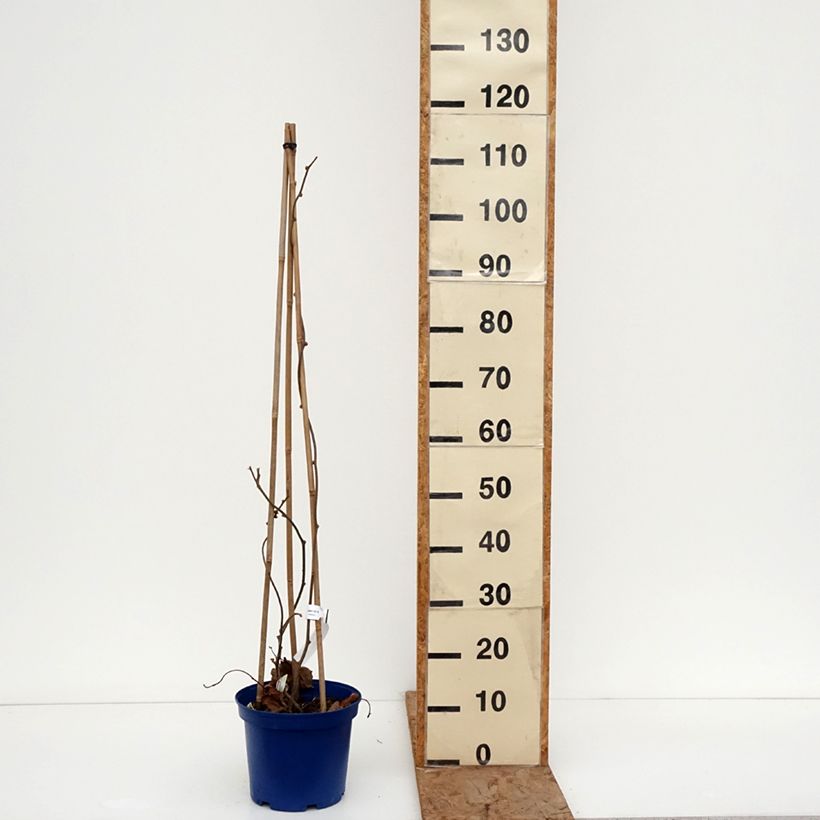 Amostra de Duo Kiwis jaunes kiw'Happy mâle et femelle réunis dans un pot Vaso de 4 L/5 L tal como entregue no inverno