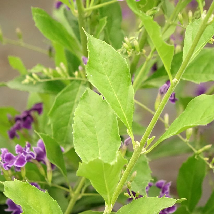 Duranta repens (Folhagem)