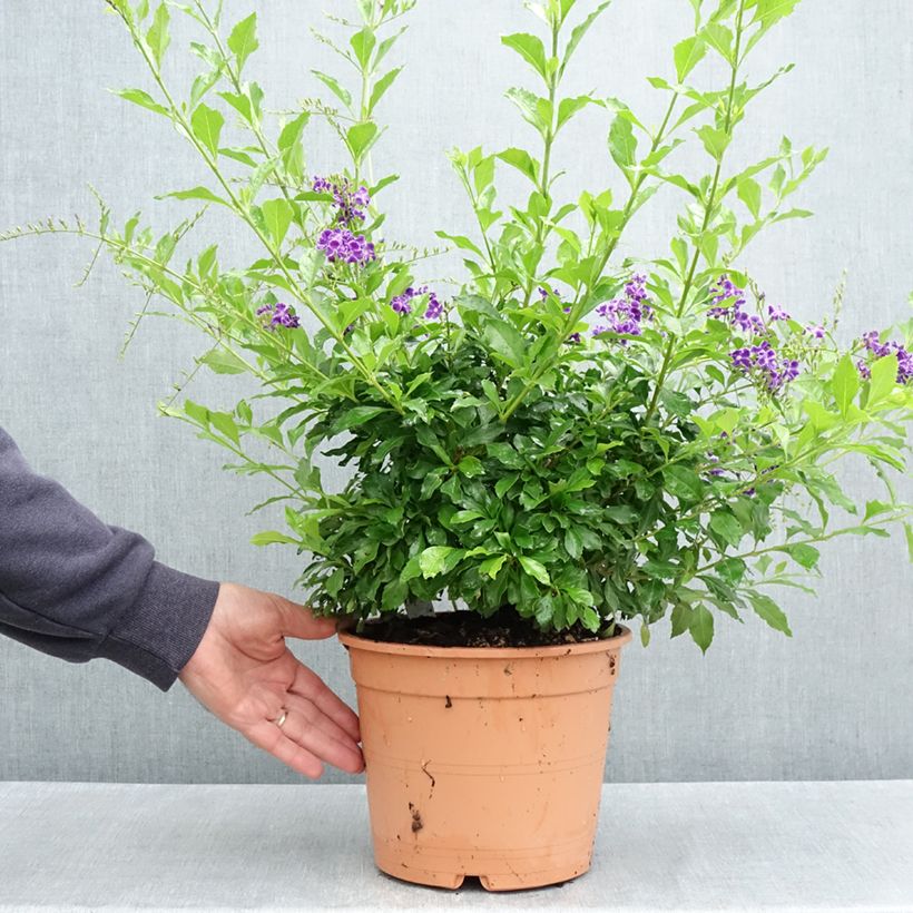 Amostra de Duranta repens ou erecta - Vanillier de Cayenne Vaso de 4 L/5 L tal como entregue na primavera