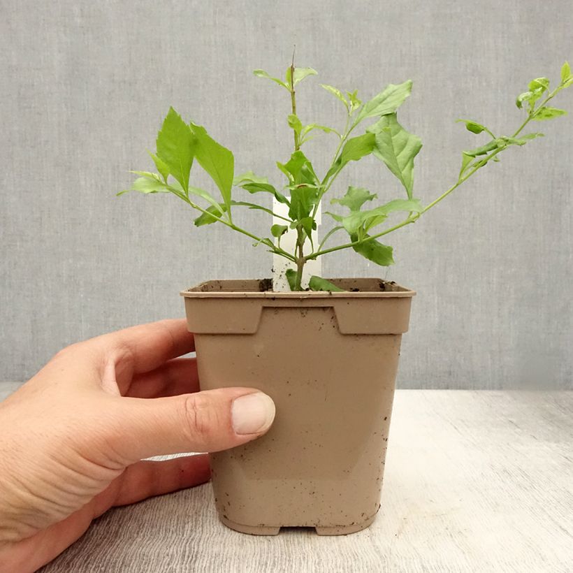 Amostra de Duranta repens Vaso de 1 L/1,5 L tal como entregue no verão