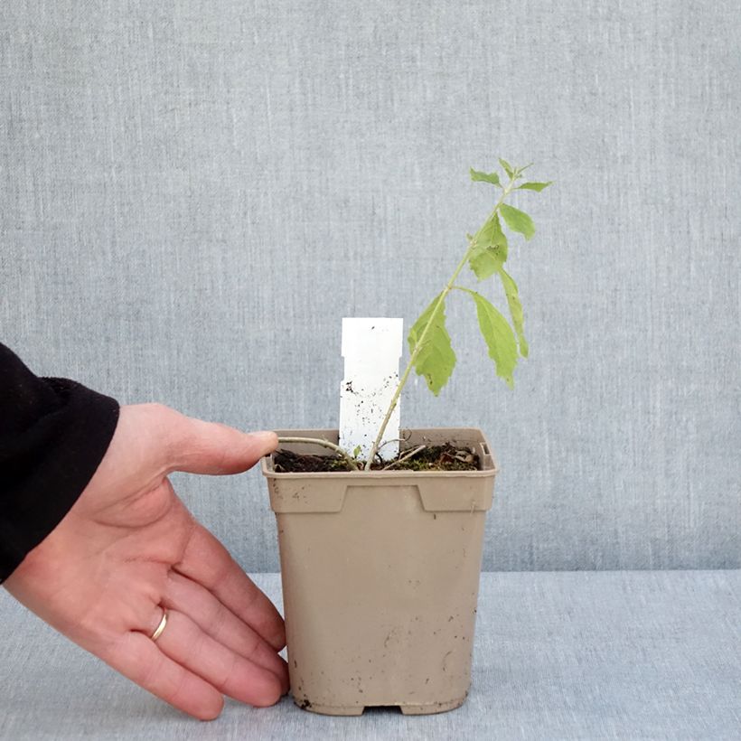 Amostra de Duranta repens ou erecta - Vanillier de Cayenne Vaso de 1 L/1,5 L tal como entregue na primavera