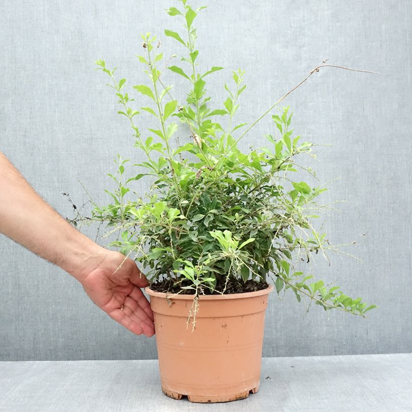 Amostra de Duranta repens Vaso de 4 L/5 L tal como entregue no verão