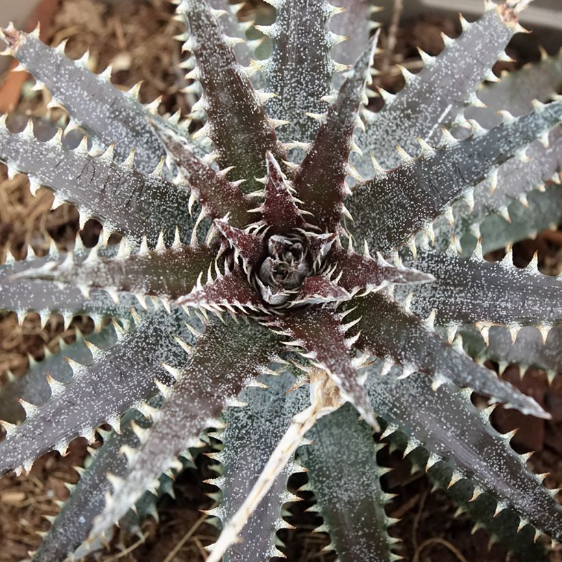 Dyckia Brittle Star (Folhagem)
