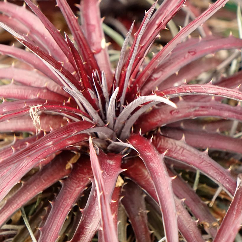 Dyckia Burgundy Ice (Folhagem)