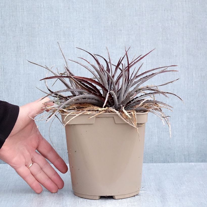 Amostra de Dyckia Burgundy Ice Vaso de 3 L/4 L tal como entregue no outono