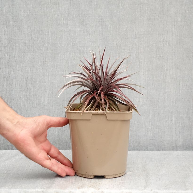 Amostra de Dyckia Burgundy Ice Vaso de 3 L/4 L tal como entregue no verão