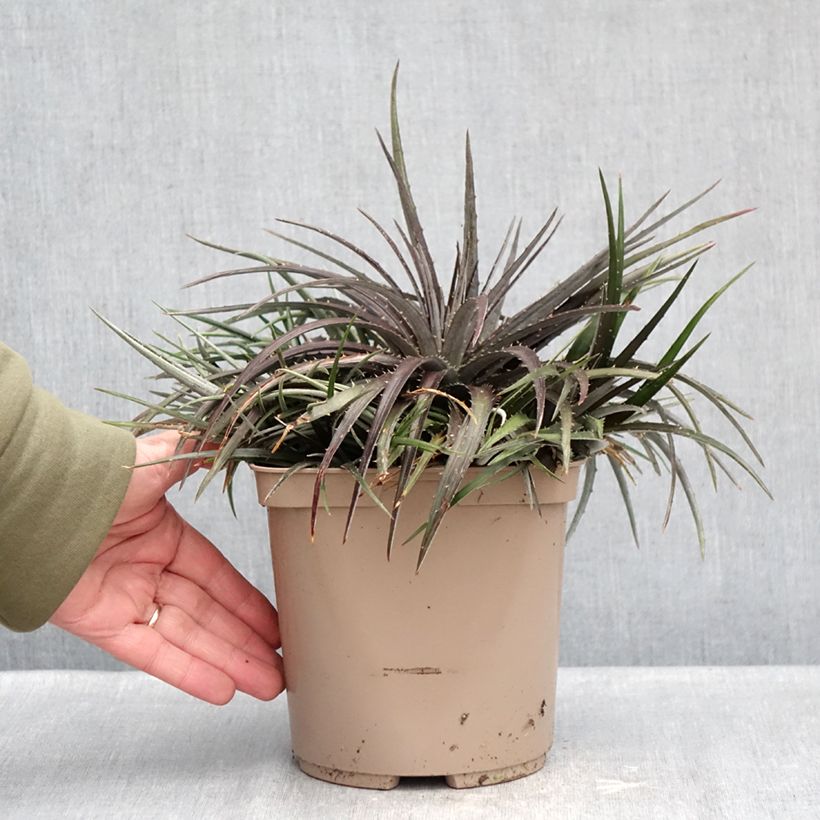 Amostra de Dyckia Burgundy Ice - Broméliacée Pot de 3L/4L tal como entregue no inverno