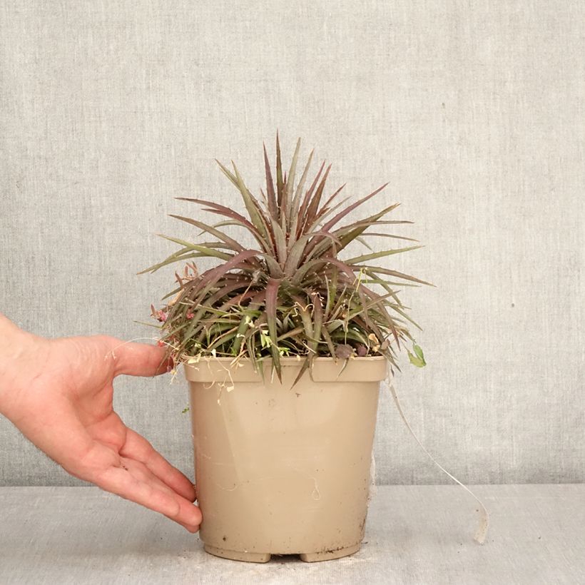 Amostra de Dyckia Burgundy Ice Vaso de 3 L/4 L tal como entregue na primavera