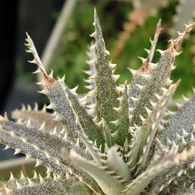 Dyckia Grand Marnier (Folhagem)