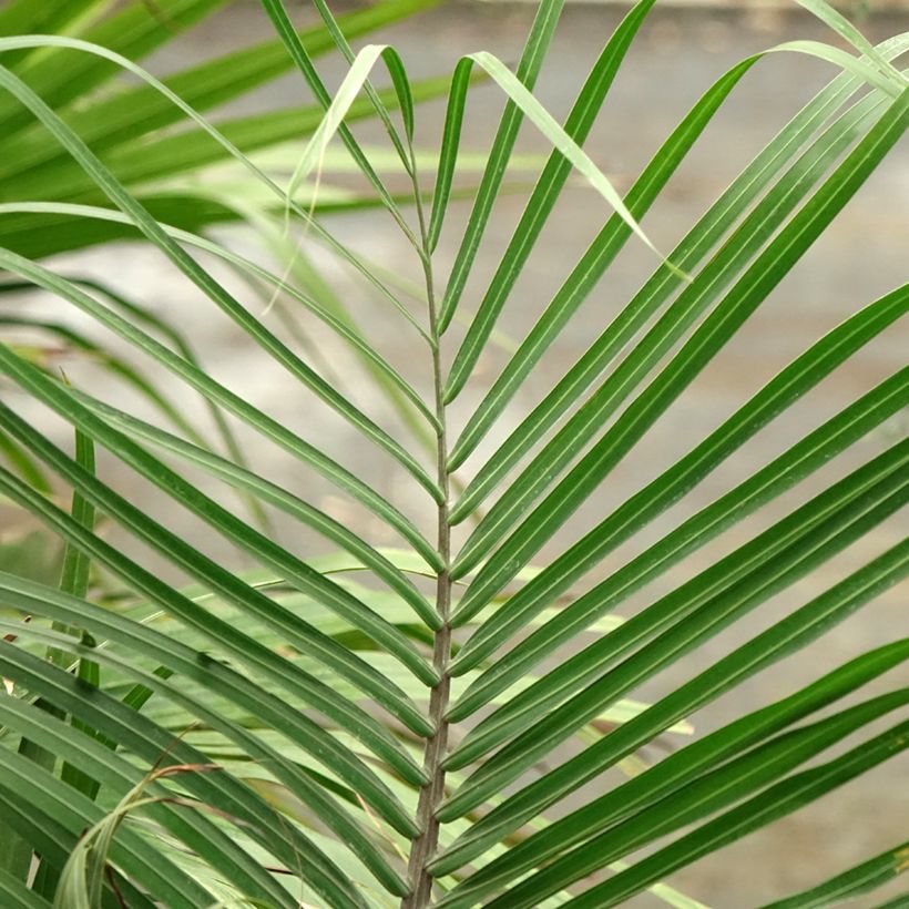 Dypsis decaryi (Folhagem)