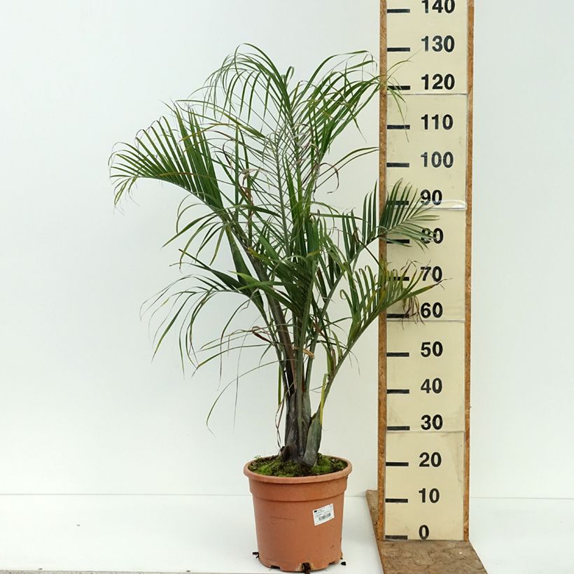 Amostra de Dypsis decaryi Vaso de 7,5 L/10 L tal como entregue no verão
