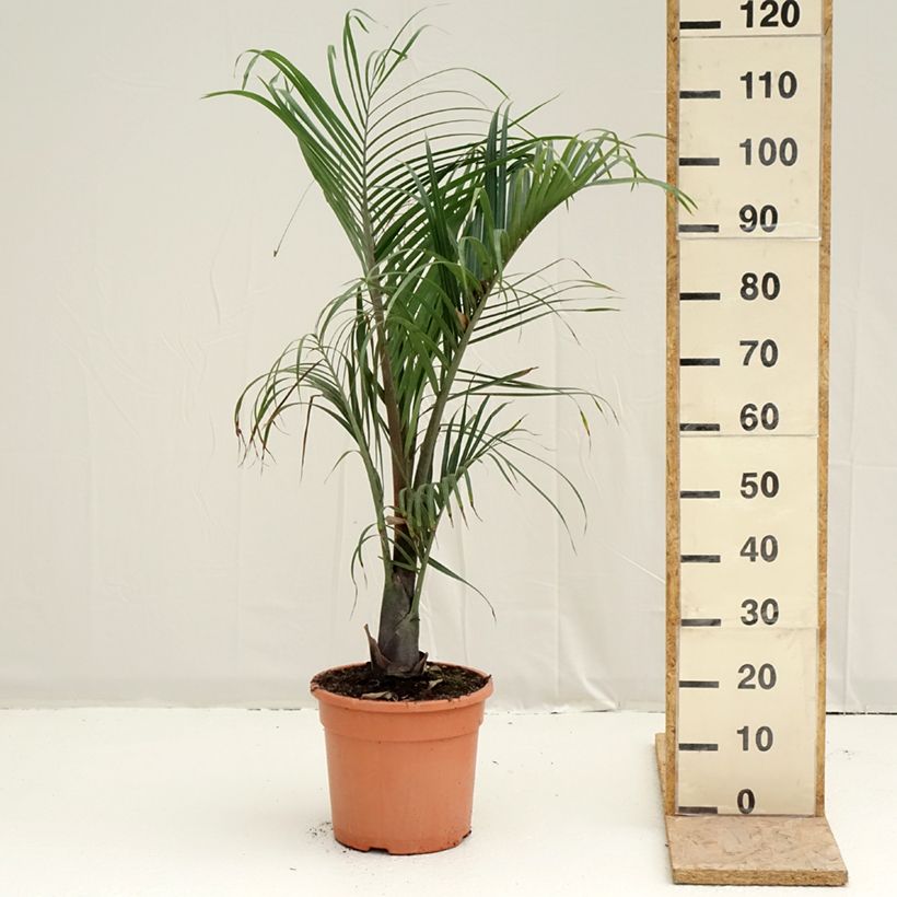 Amostra de Dypsis decaryi - Palmier triangle Pot de 7,5L/10L tal como entregue na primavera