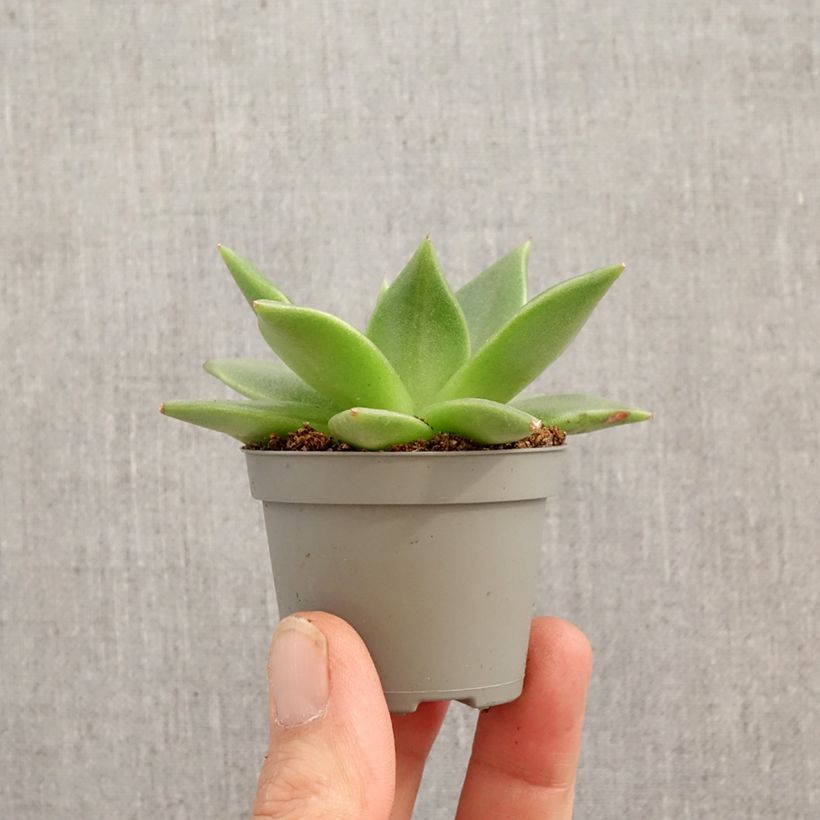 Amostra de Echeveria agavoides Miniplanta tal como entregue na primavera