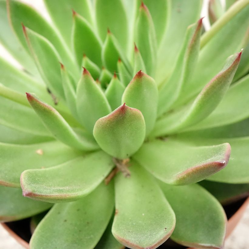 Echeveria agavoides - Rosa-de-pedra (Folhagem)