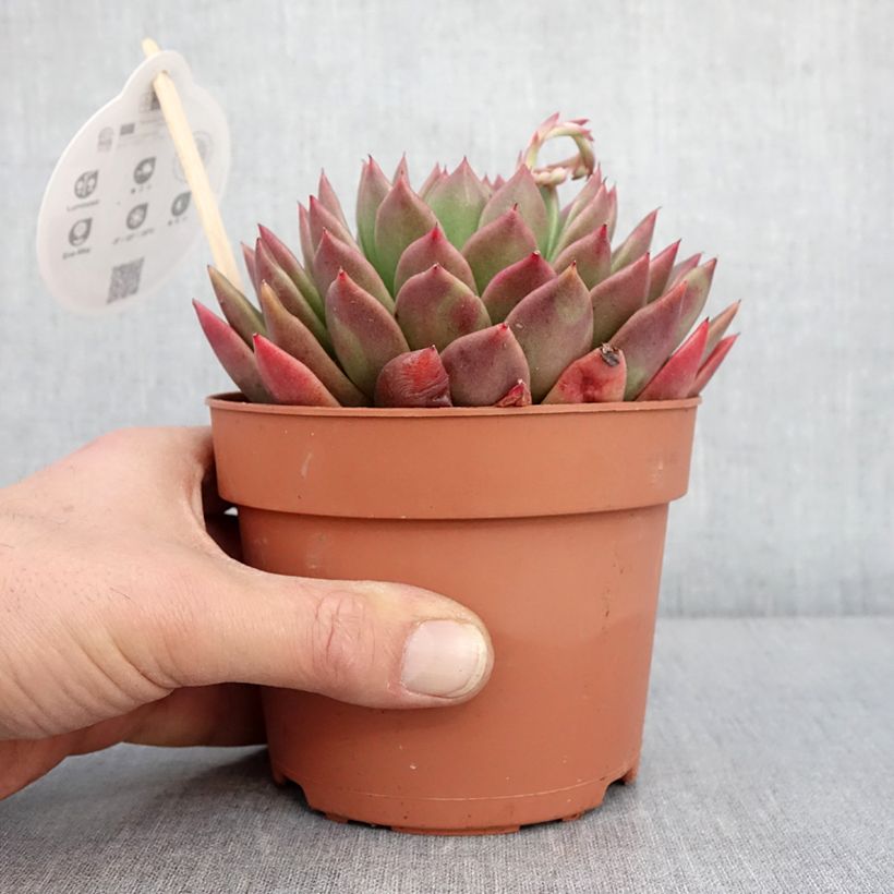 Amostra de Echeveria agavoides Pot de 1L/1,5L tal como entregue no inverno