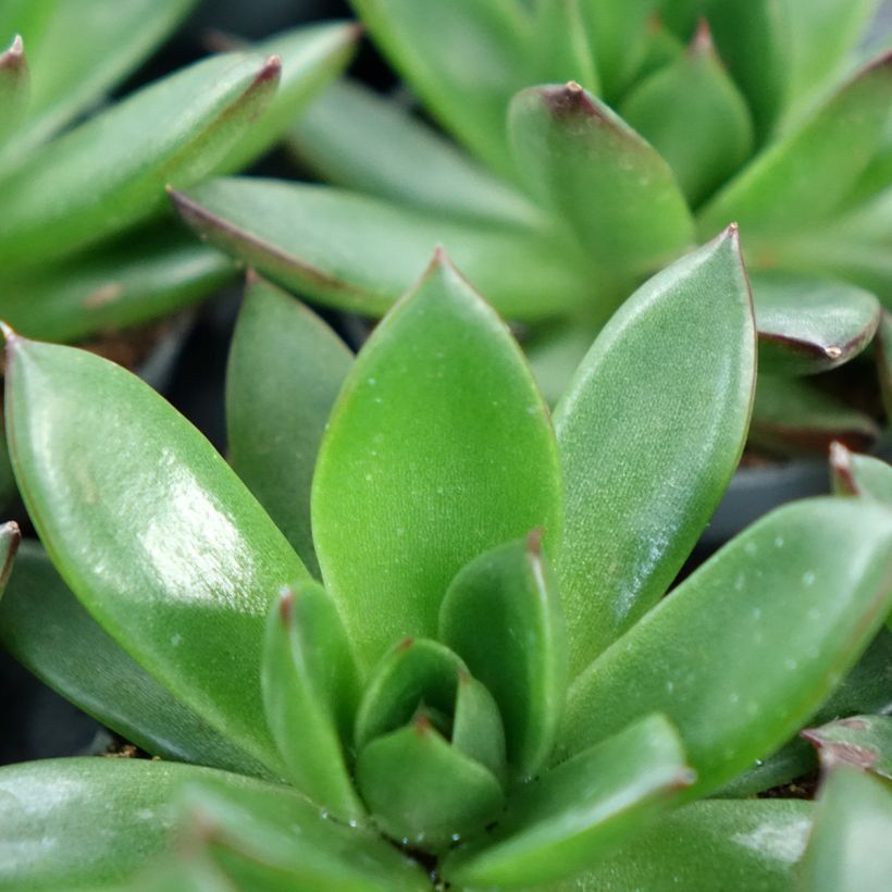 Echeveria agavoides Red Tip (Folhagem)