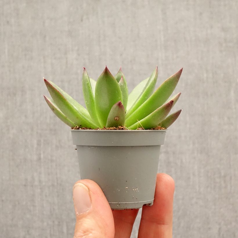 Amostra de Echeveria agavoides Red Tip Miniplanta tal como entregue na primavera