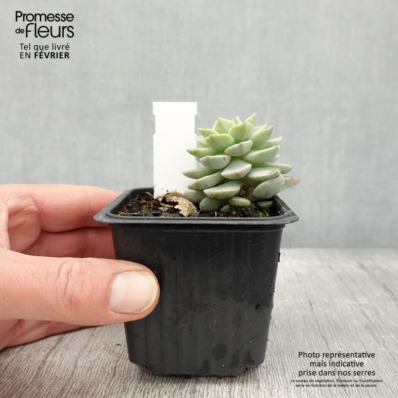 Amostra de Echeveria derenbergii  Vaso de 8/9 cm tal como entregue no inverno