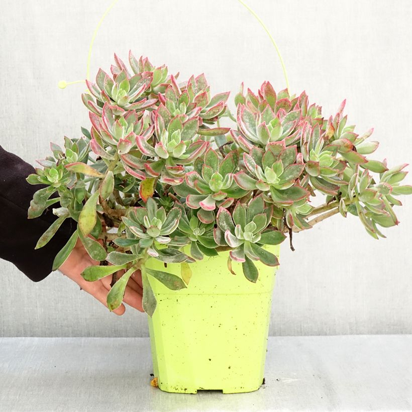 Amostra de Echeveria hybride Devotion Pot de 3L/4L tal como entregue no outono