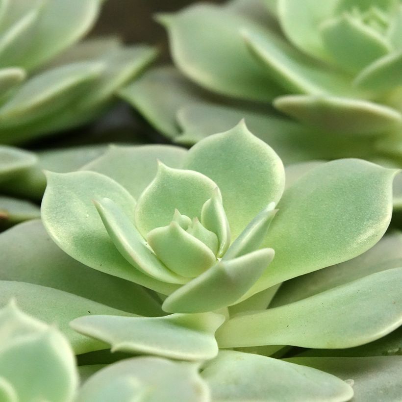 Echeveria Lola (Folhagem)