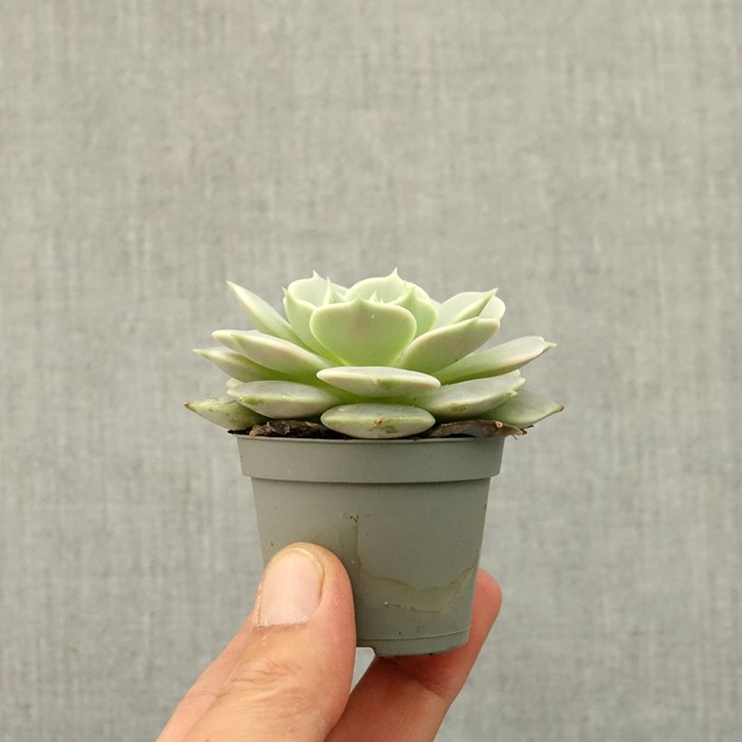 Amostra de Echeveria Lola Miniplanta tal como entregue na primavera