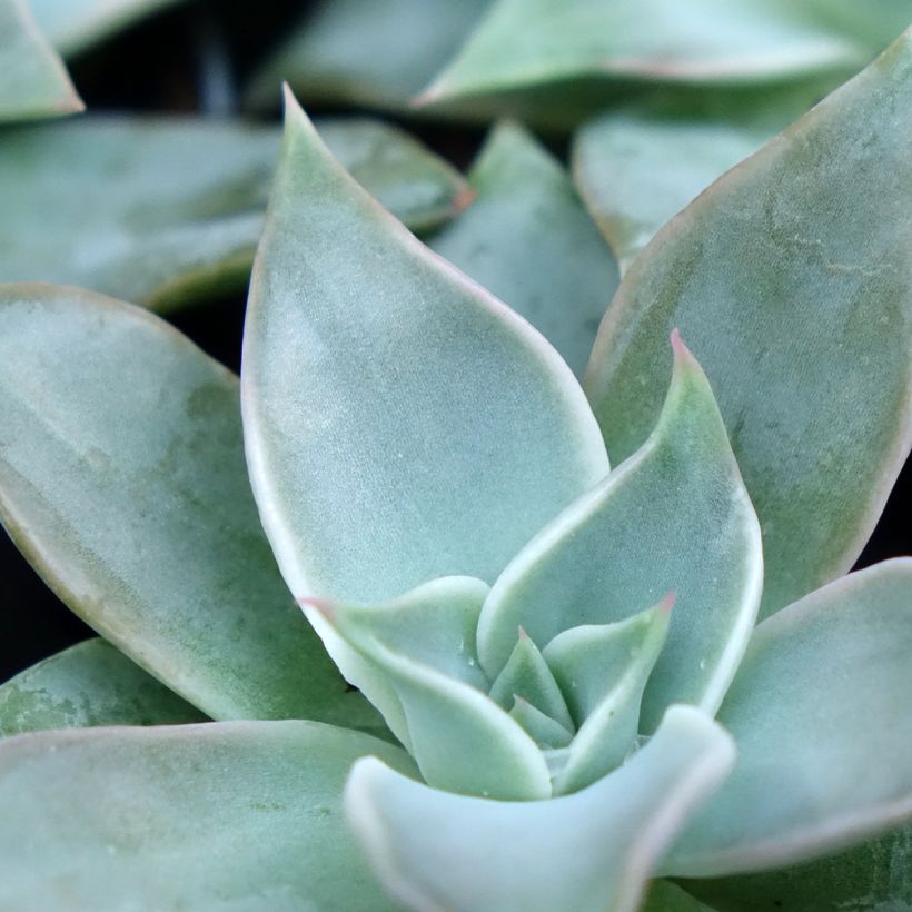 Echeveria Madiba (Folhagem)