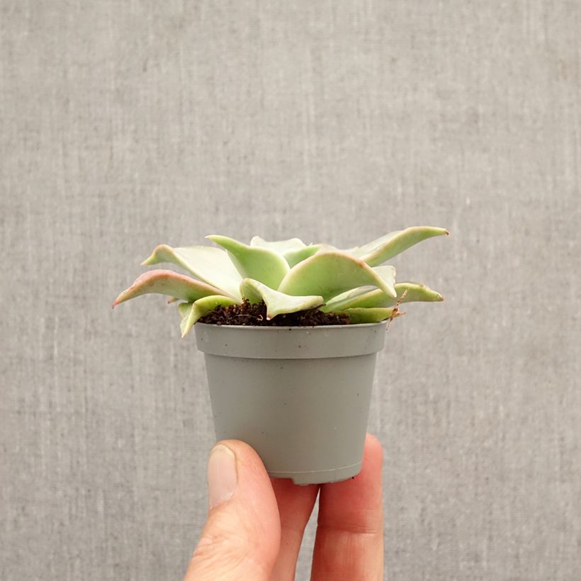 Amostra de Echeveria Madiba Mini-plante tal como entregue na primavera