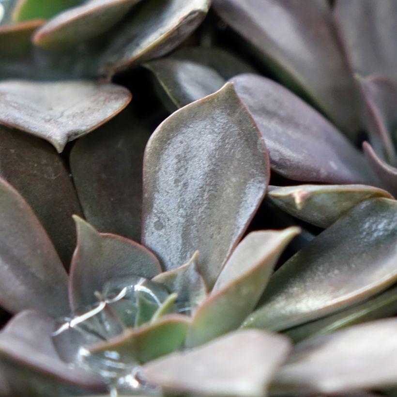 Echeveria Nina (Folhagem)