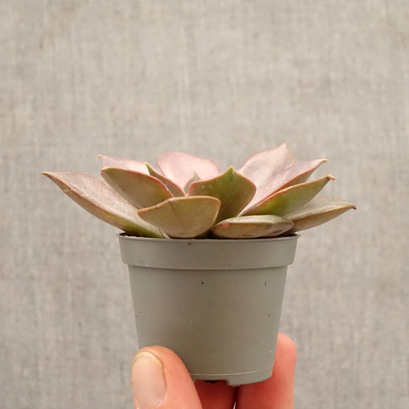 Amostra de Echeveria Nina Mini-plante tal como entregue na primavera