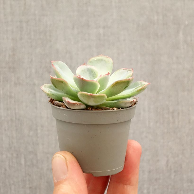 Amostra de Echeveria Parva Mini-plante tal como entregue na primavera