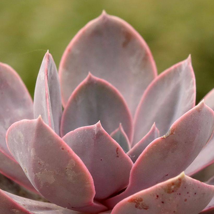 Echeveria Perle Von Nürnberg - Rosa-de-pedra (Folhagem)
