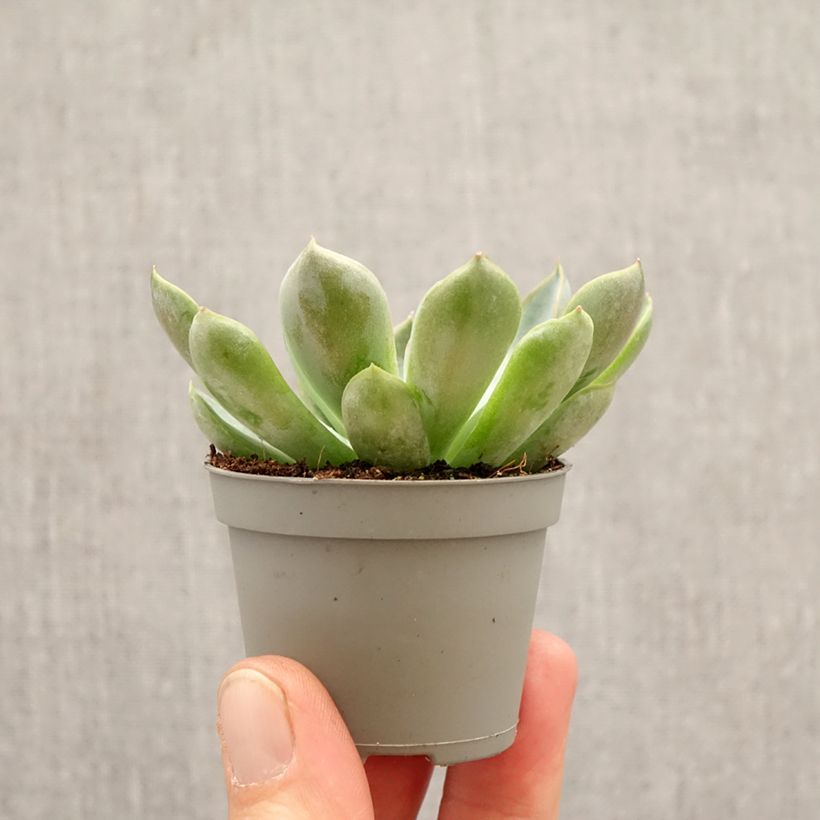 Amostra de Echeveria Pink Edge Mini-plante tal como entregue na primavera
