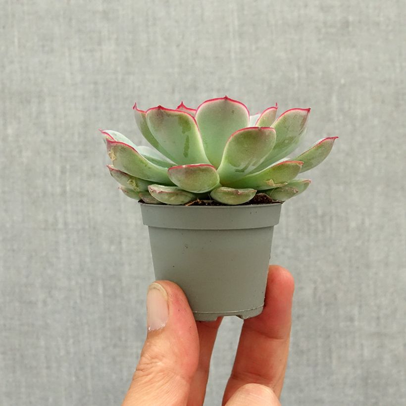 Amostra de Echeveria pulidonis Mini-plante tal como entregue na primavera