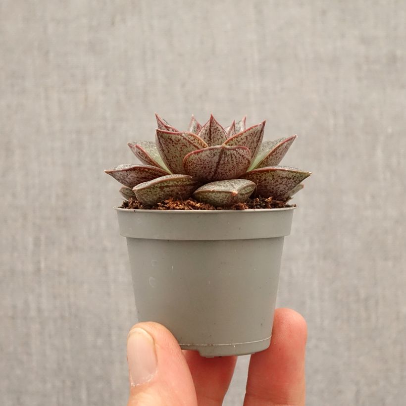 Amostra de Echeveria purpusiorum Mini-plante tal como entregue na primavera
